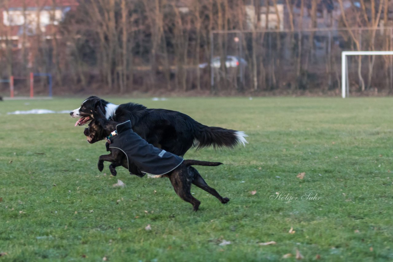 Bild 62 - Hundeshooting